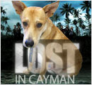 Lost, Found and Adoptions